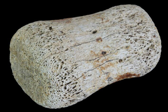 Hadrosaur Finger Bone - Alberta (Disposition #-) #95165